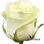 Categoria Rose Bianche