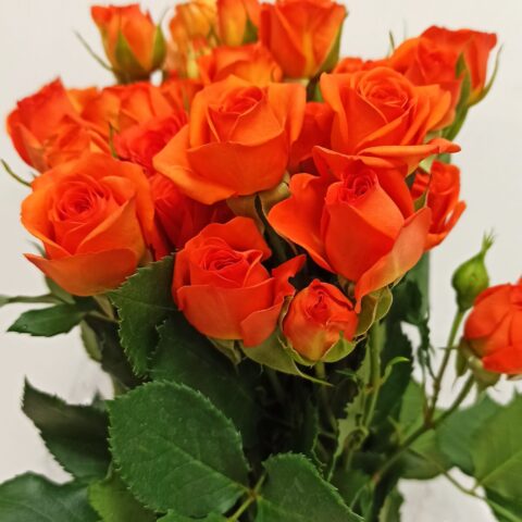 Spray Arancio