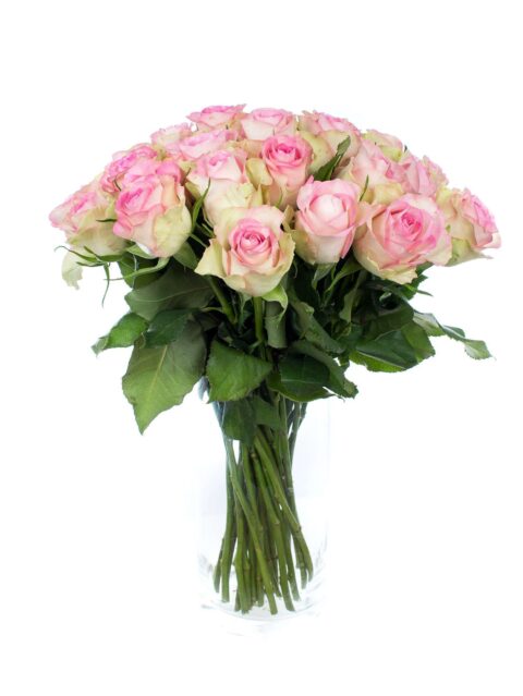Rosa Lovely - immagine 5