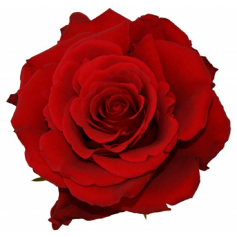 Categoria rose rosse