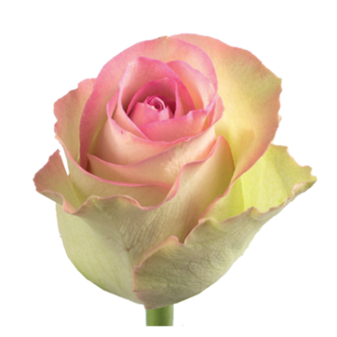 Rosa Lovely - immagine 2