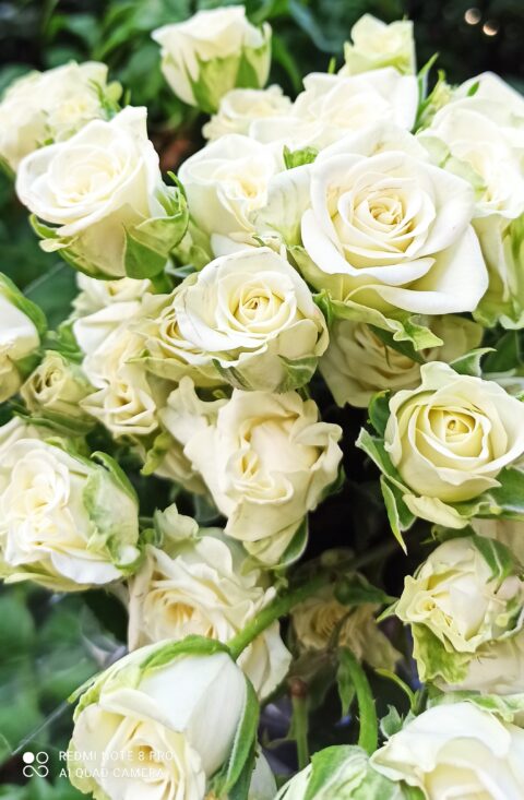 Rosa Spray Bianca - immagine 2