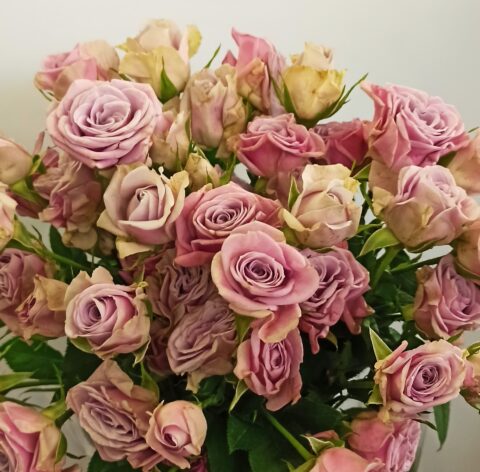 Rosa Spray Lilla