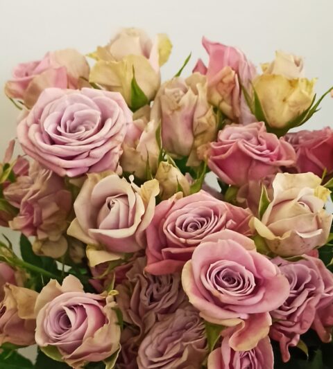 Rosa Spray Lilla - immagine 3