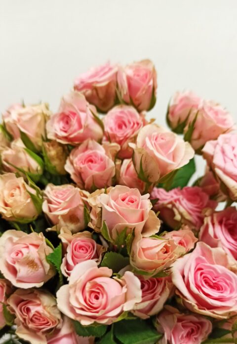 Spray pink majolika