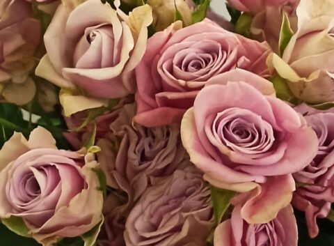 Rosa Spray Lilla - immagine 2
