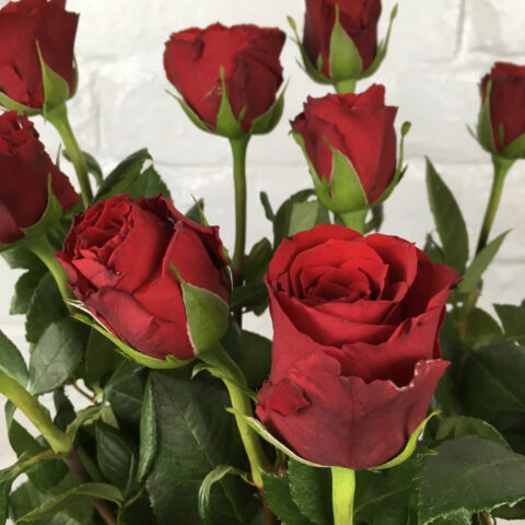Rosa Upper Class - immagine 2