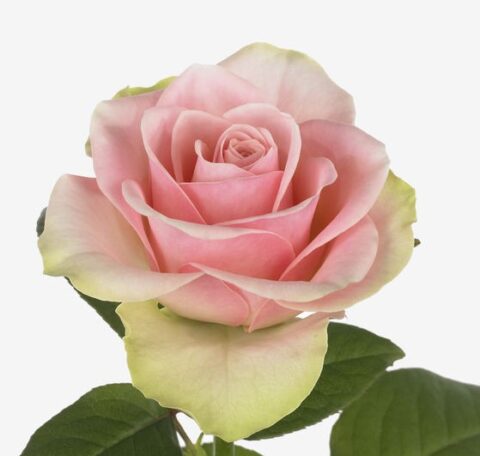 Rosa Bell Rose - immagine 2