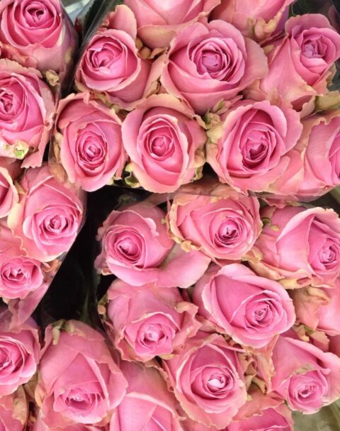 rosa rosa wham