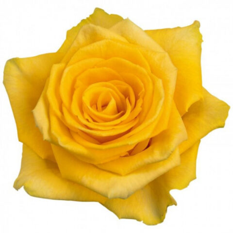 Categoria Rose Gialle