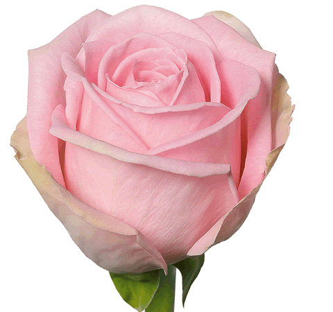 Categoria rose rosa
