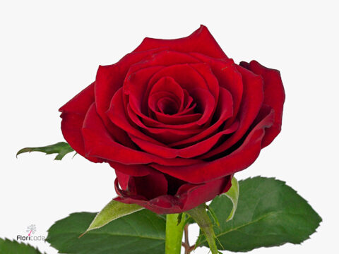 Rosa Madame-red - immagine 2