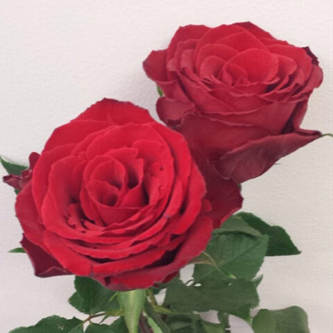 Rosa Madame-red - immagine 4