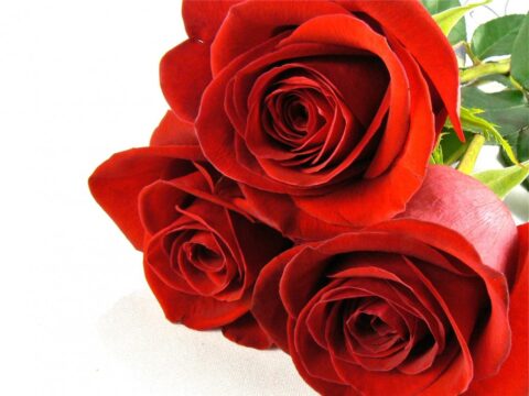 Rosa Freedom - immagine 4