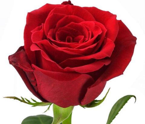 Rosa Freedom