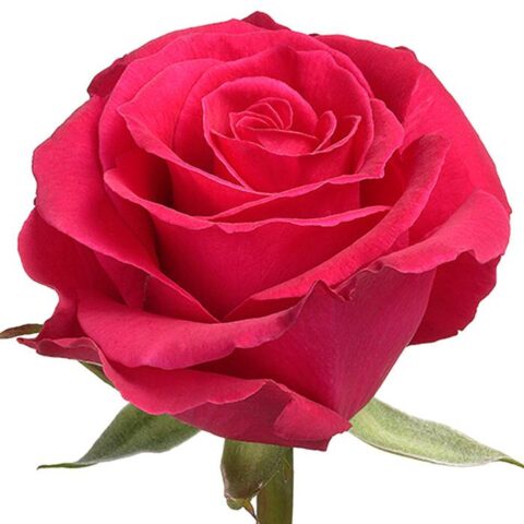 Categoria rose dai toni fuxia