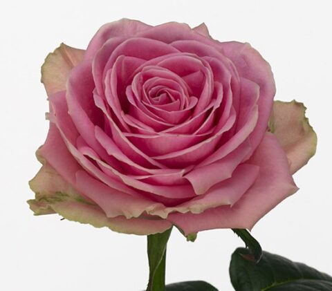 Rosa Wham