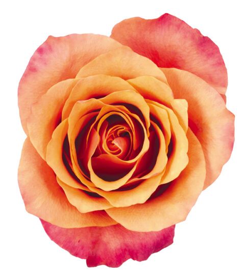 Rosa Espana