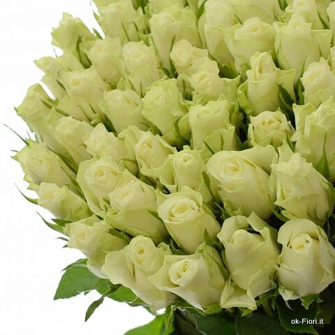Rosa Bianca Athena - immagine 3
