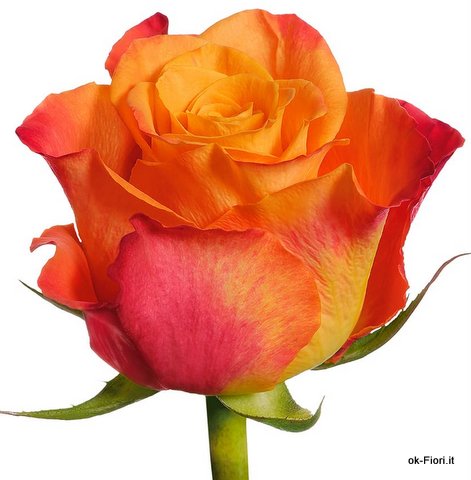 Rosa Maryo