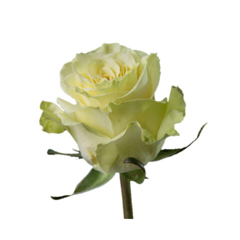 Rosa Bianca Athena - immagine 2