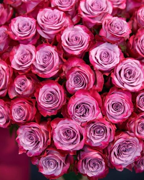 Rosa Deep Purple - immagine 3