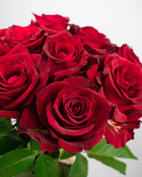 Rosa Ever Red - immagine 2