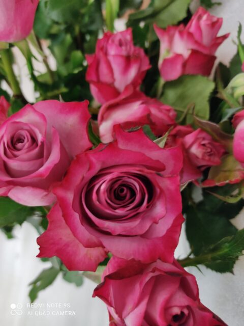Rosa Deep Purple - immagine 5