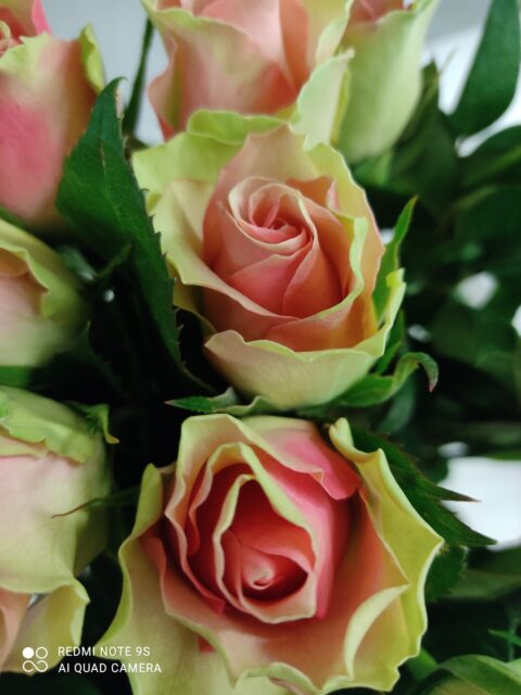 Rosa Bell Rose - immagine 5