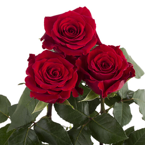 Rosa Ever Red - immagine 3