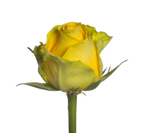 Rosa Penny Lane