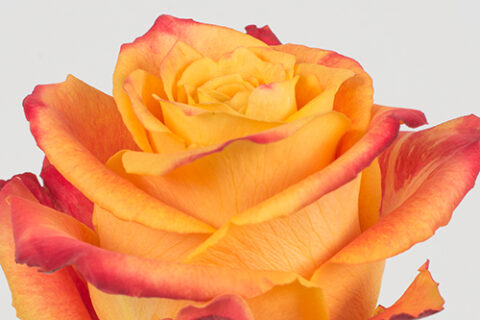 Rosa Silantoi - immagine 3