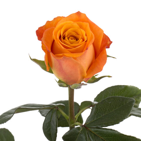 Rosa Tropical Amazon