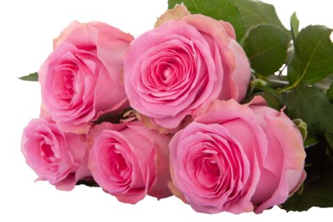 Rosa Shanghai Lady - immagine 2