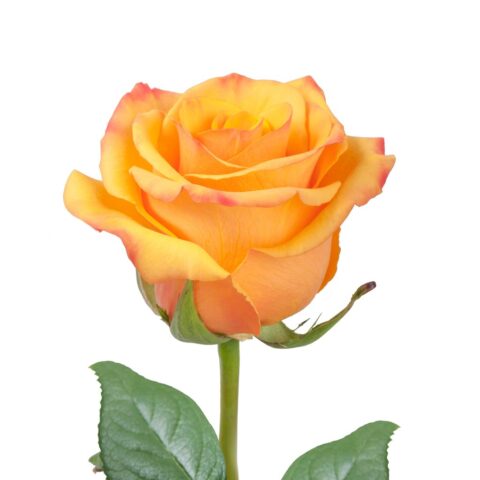 Rosa Tyconn