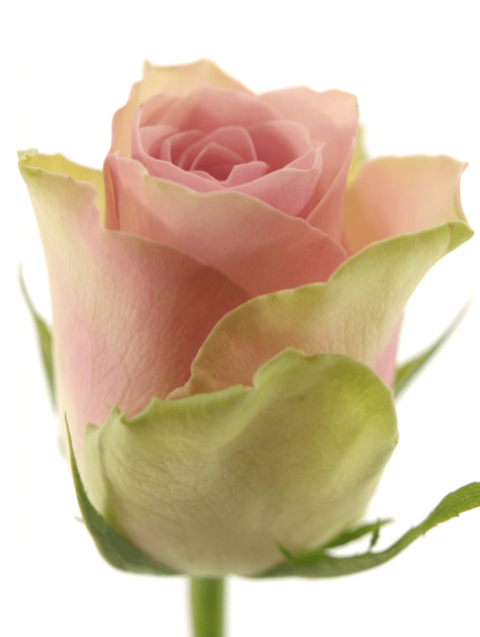 Rosa Bell Rose - immagine 3