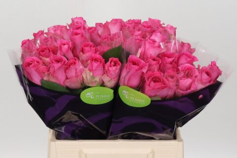 Rosa Shanghai Lady - immagine 3