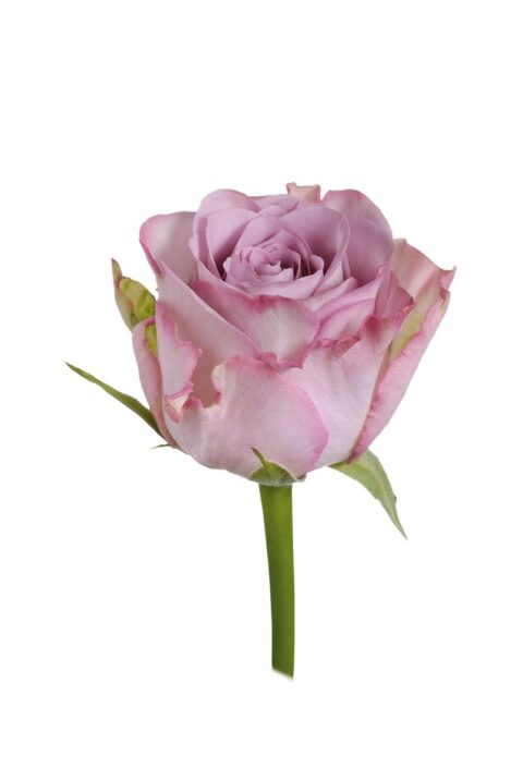 Rosa Memory Lane