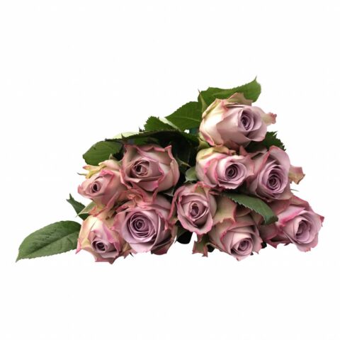 Rosa Memory Lane - immagine 2