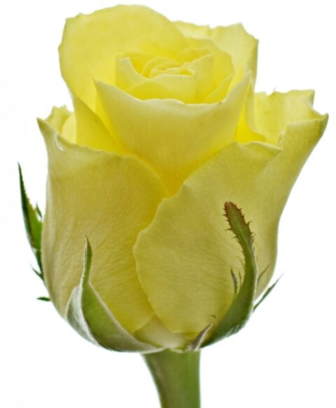 Rosa Minion Rose - immagine 3