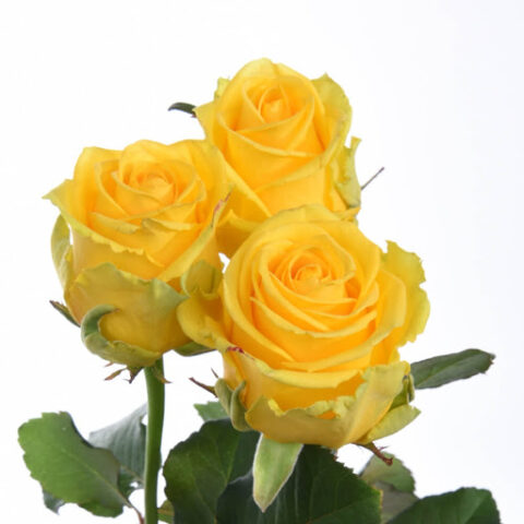Rosa Penny Lane - immagine 2