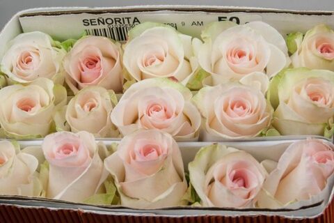 Rosa Senorita - immagine 3