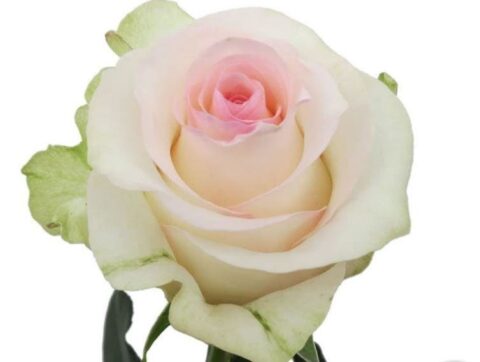 Rosa Senorita
