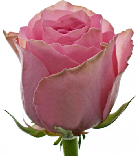 Rosa Shanghai Lady