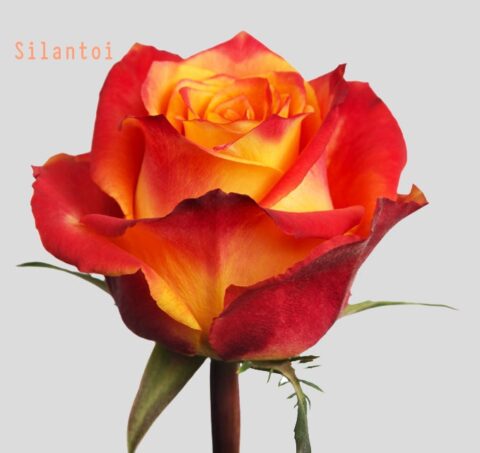 Rosa Silantoi - immagine 4