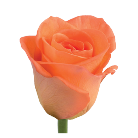 Rosa Tropical Amazon - immagine 2