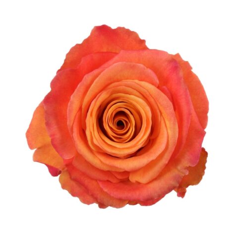 Rosa Confident - immagine 2