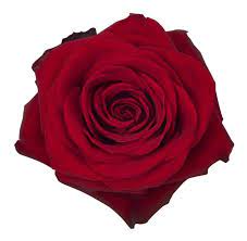Rosa Freedom - 60cm