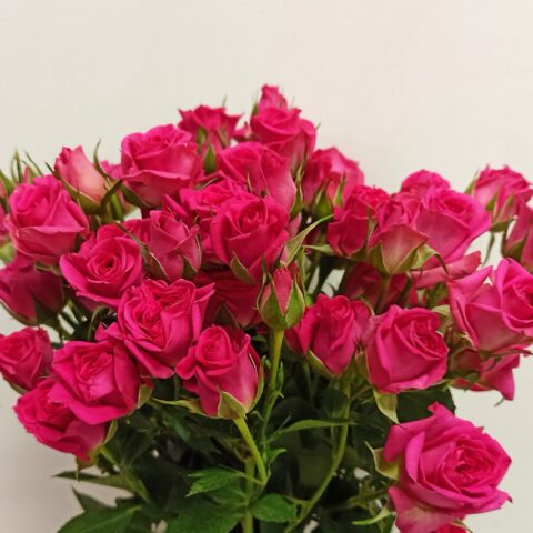Rose spray