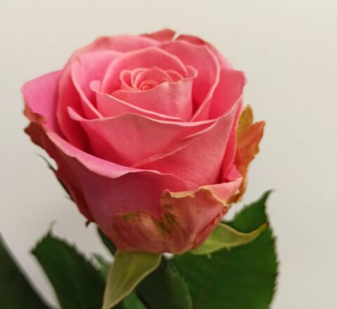 Rosa hermosa